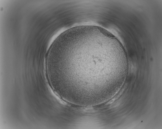 X0000058781006200510031015