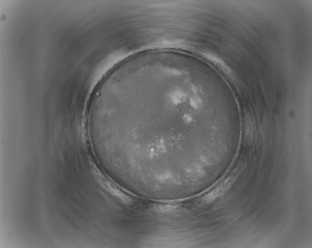 X0000058781278200510031011