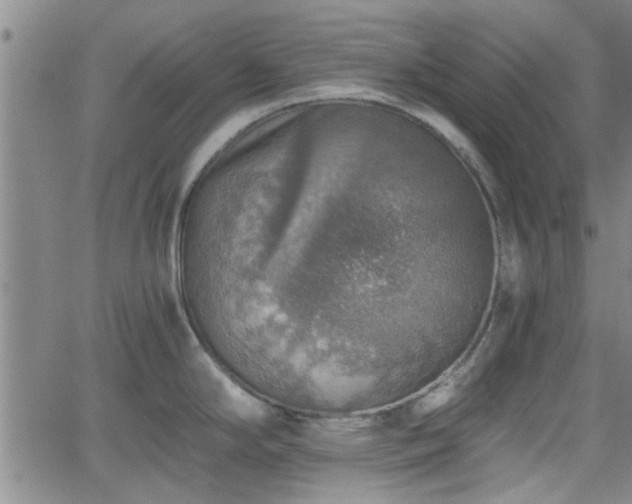 X0000058781294200510031010