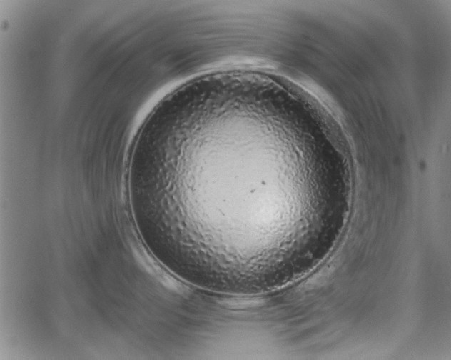 X0000058781296200510031010