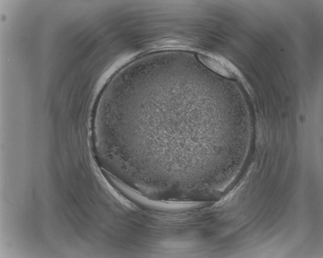 X0000058781333200510031010