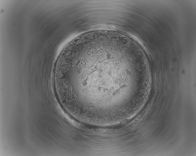 X0000058781379200510031009