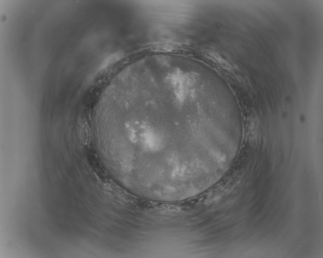 X0000058781446200510031008