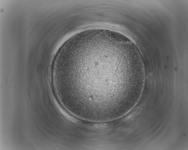 X0000058781523200510031007