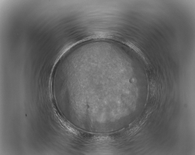 X0000058780886200510071606