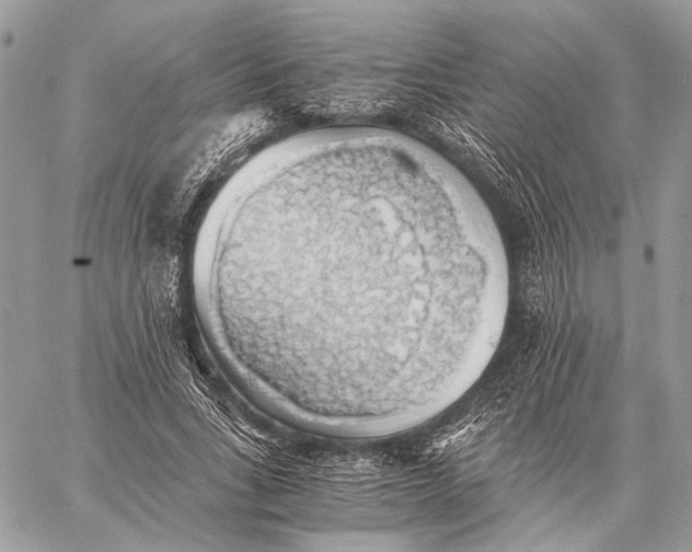 X0000058780735200510211747