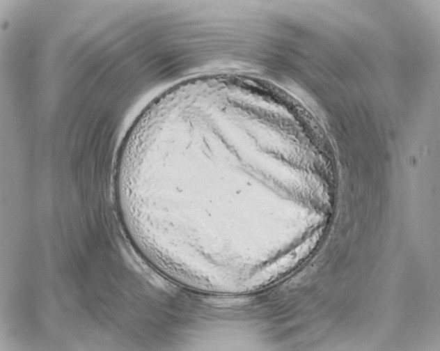 X0000058781296200510211738