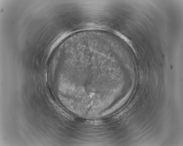 X0000058781415200510211736