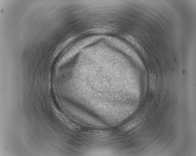 X0000058790486200510211817