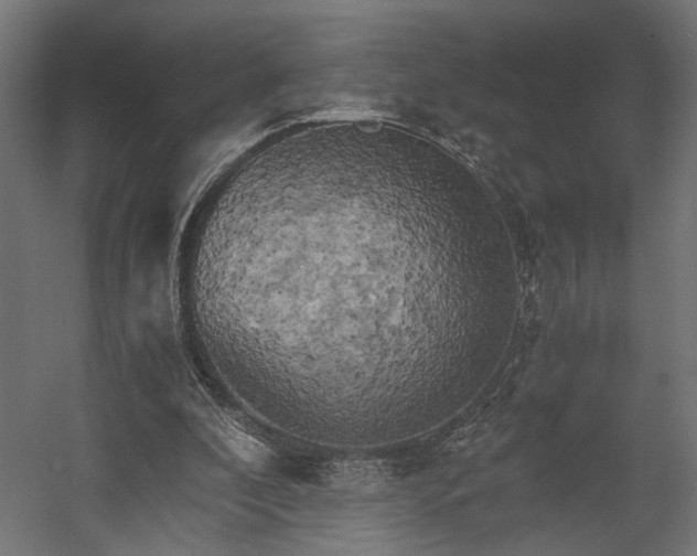 X0000058800296200510031327