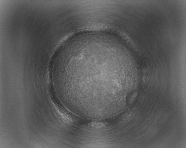 X0000058800636200510031321