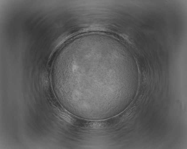 X0000058801266200510031310