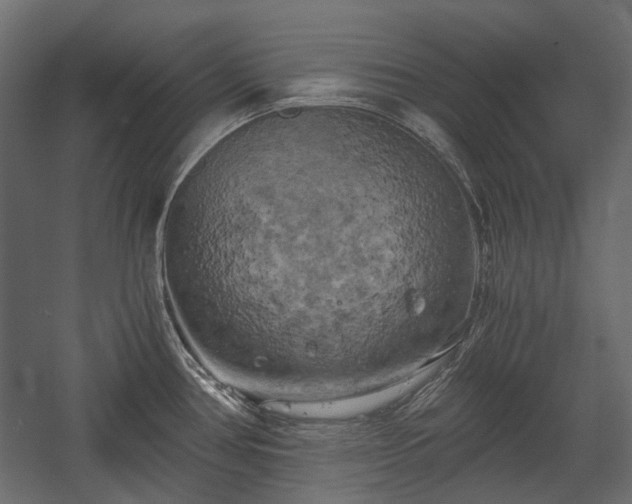 X0000058801386200510031308