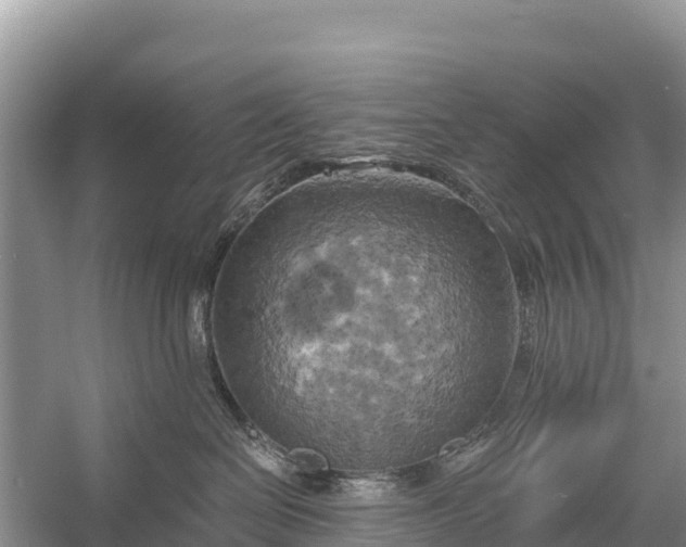 X0000058800286200510071710