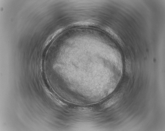X0000058800486200510211843