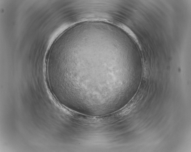 X0000058801096200510211833
