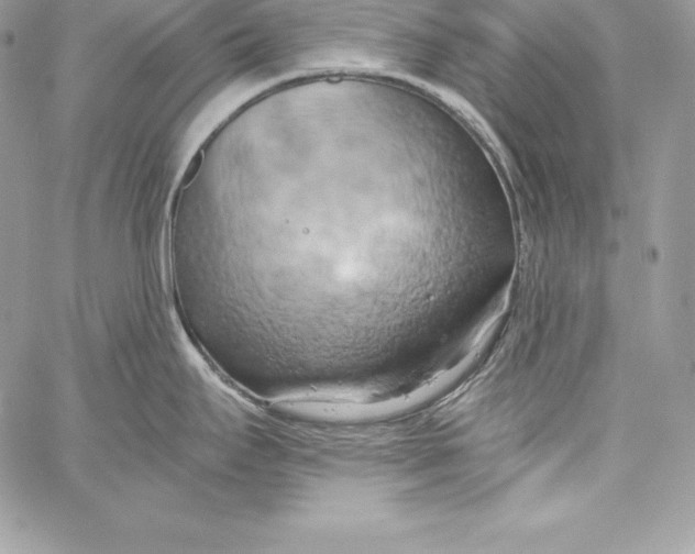 X0000058801295200510211829