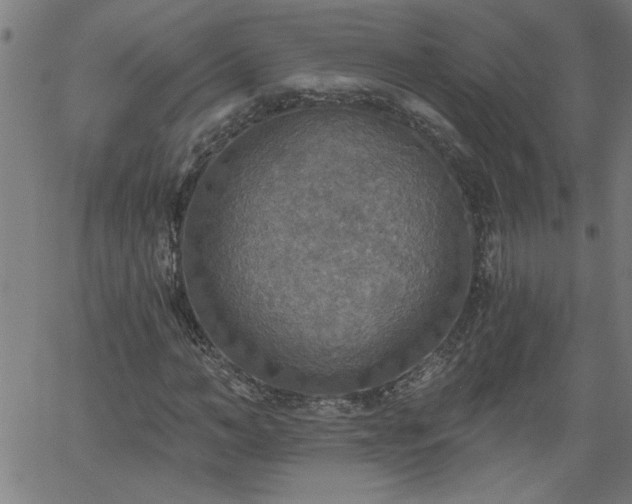X0000058820966200510031317