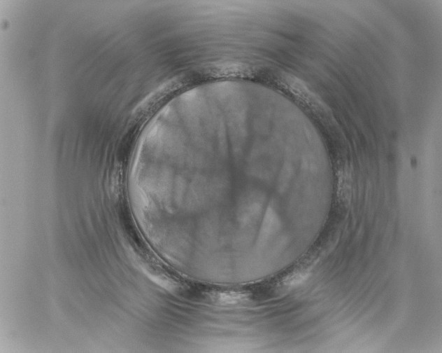 X0000058820165200510211938