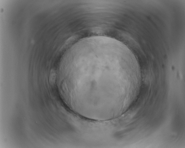 X0000058830036200510031358