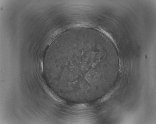 X0000058830061200510031357