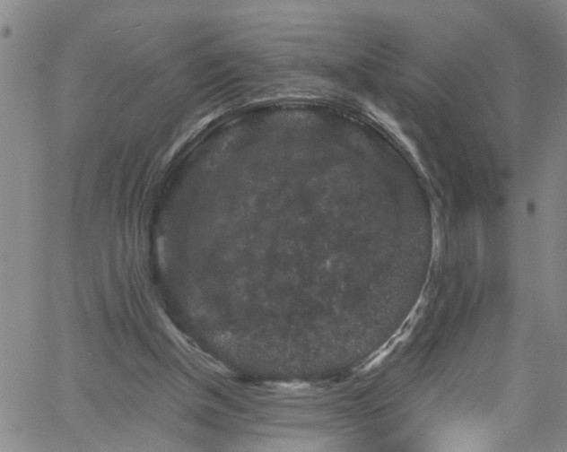 X0000058830154200510031356