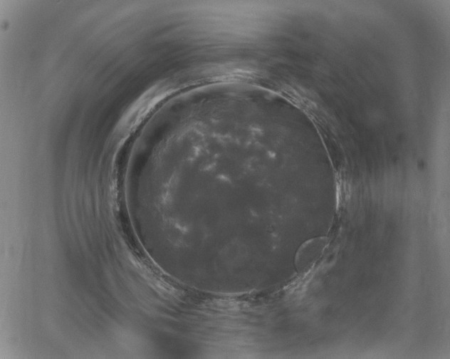 X0000058830339200510031352