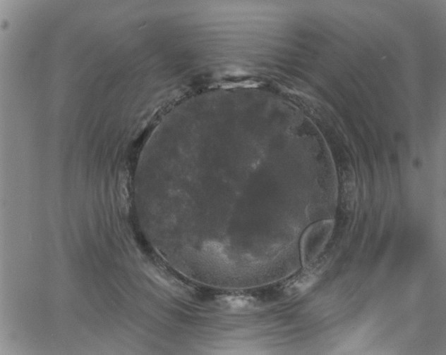 X0000058830654200510031348