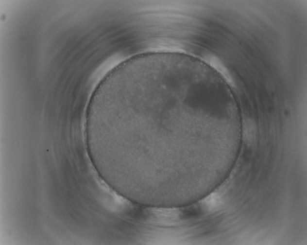 X0000058830856200510031345