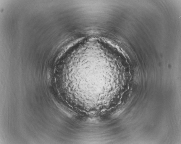 X0000058830573200510211958