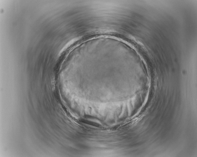 X0000058831306200510211945