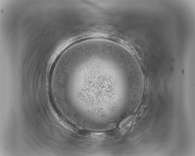 X0000059040055200510101020