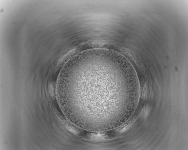 X0000059040335200510101016