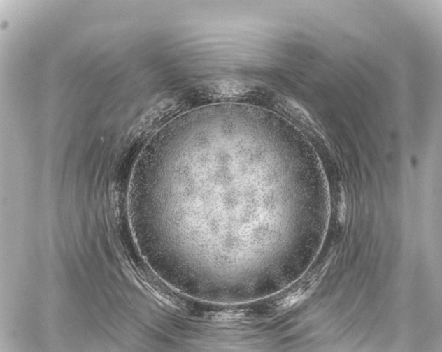 X0000059040366200510101016