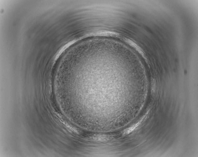 X0000059040829200510101007