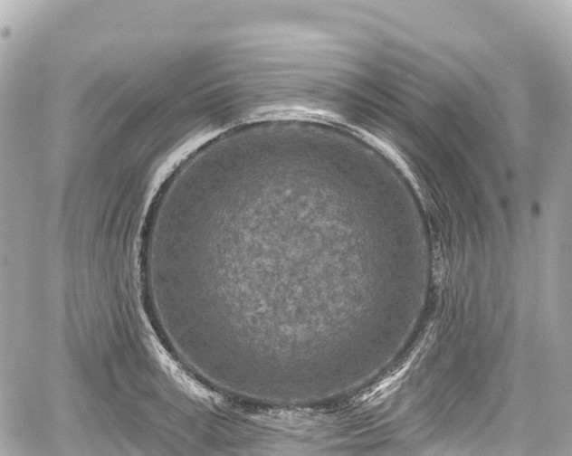 X0000059040995200510101005