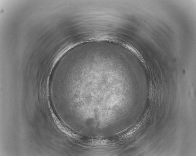 X0000059041039200510101005