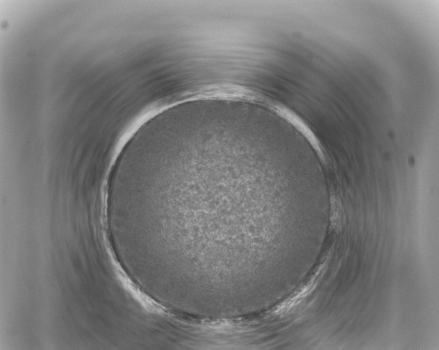 X0000059041099200510101003