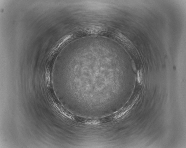 X0000059041155200510101002