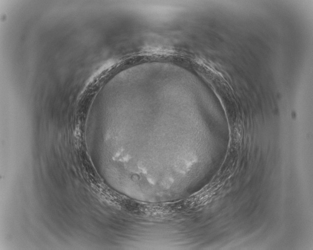 X0000059041254200510101001