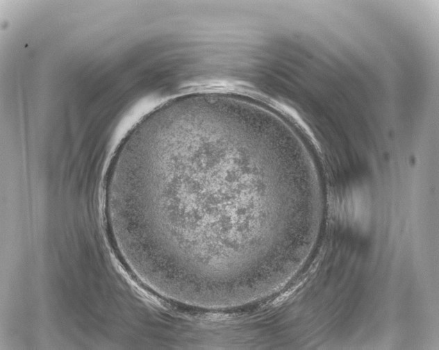 X0000059041424200510100958