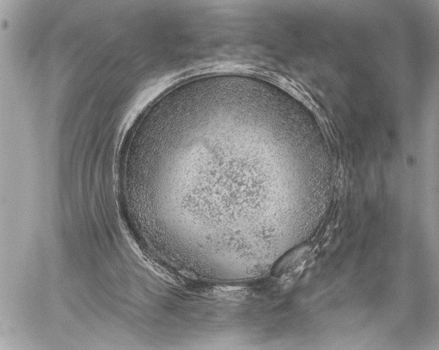 X0000059040055200510281552