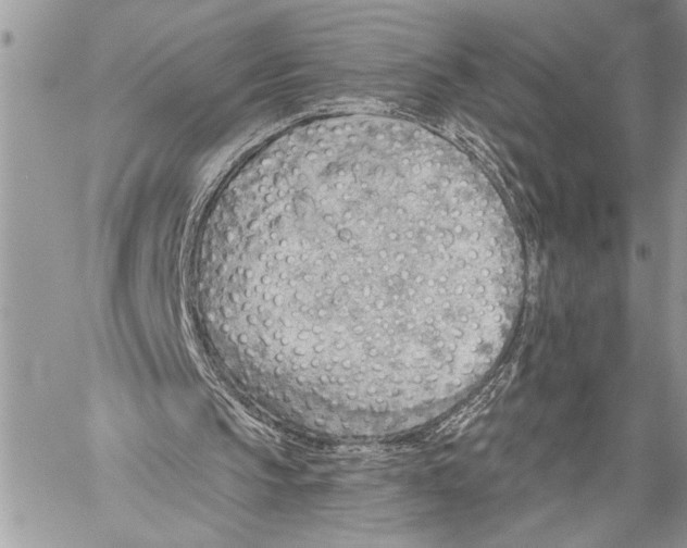 X0000059040145200510281551