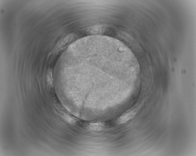 X0000059040240200510281550