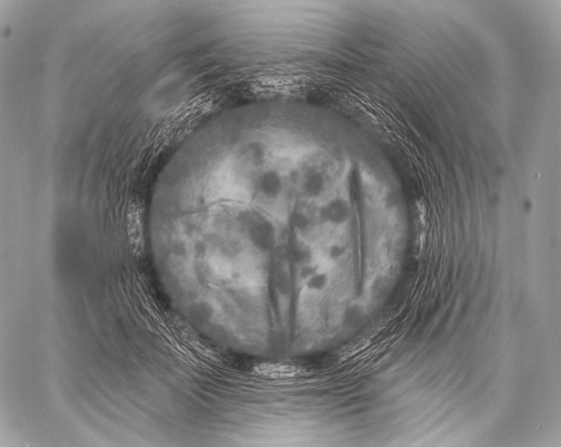 X0000059040699200510281542