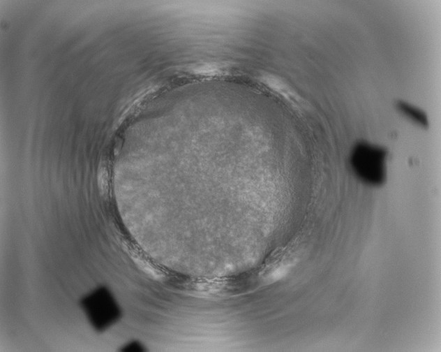 X0000059040720200510281542