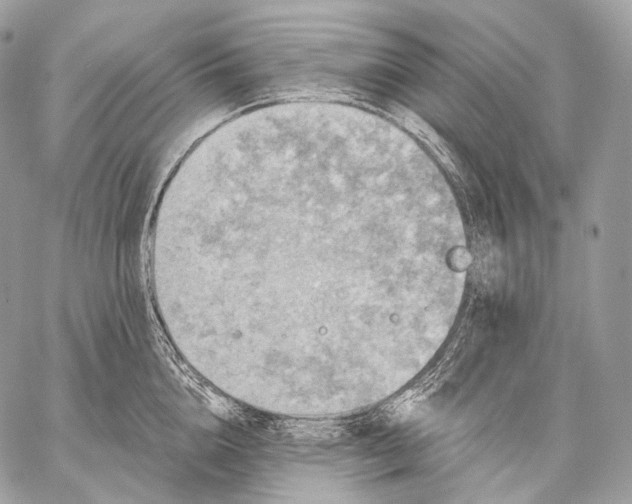 X0000059040856200510281540