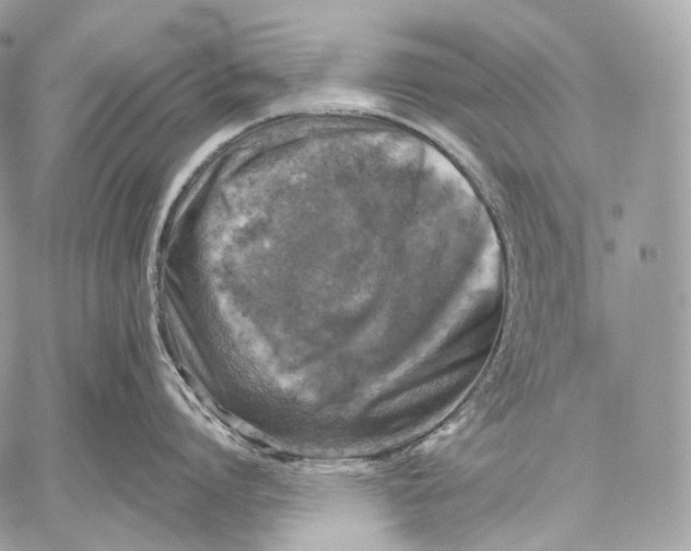 X0000059040864200510281540