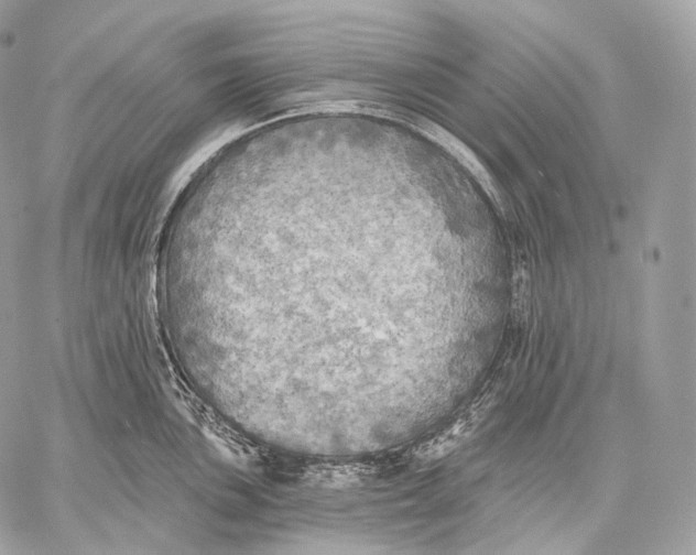 X0000059041051200510281537