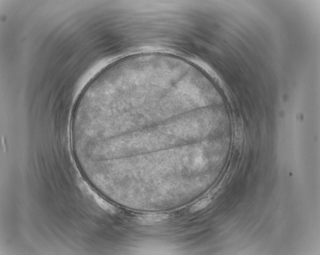 X0000059041294200510281533